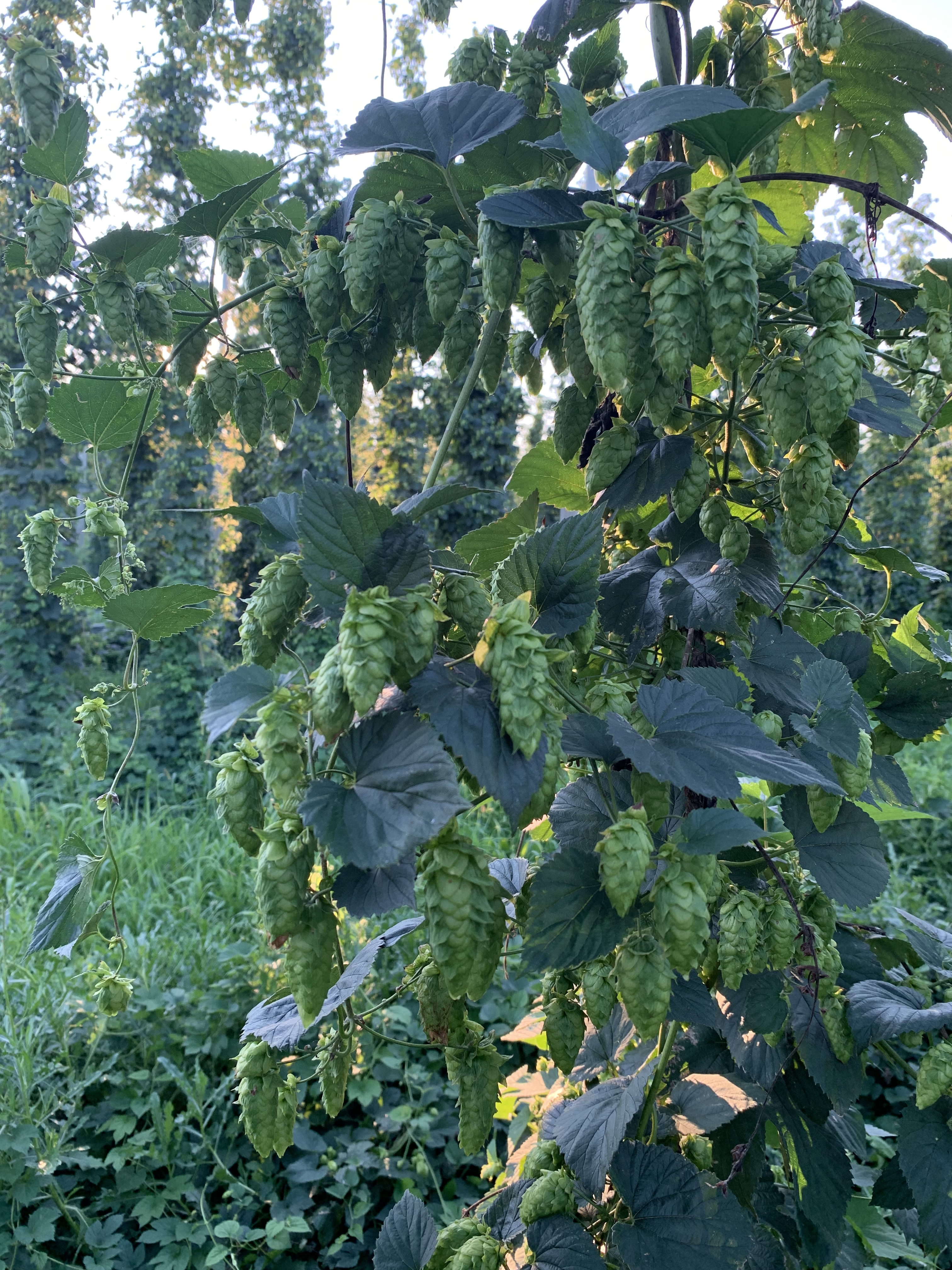 Hops approaching maturity